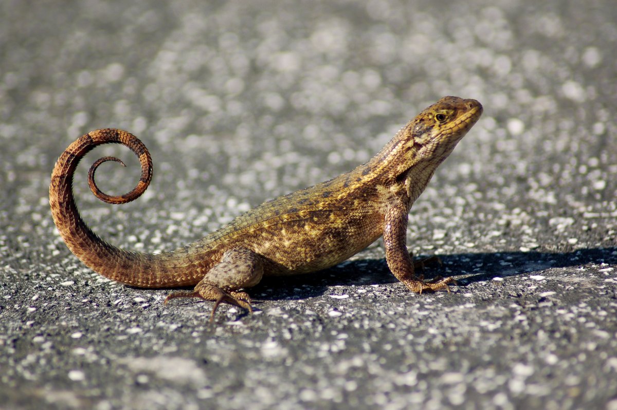 Кубинская масковая игуана