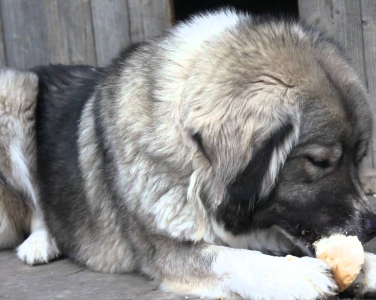 Щенок кавказской корм