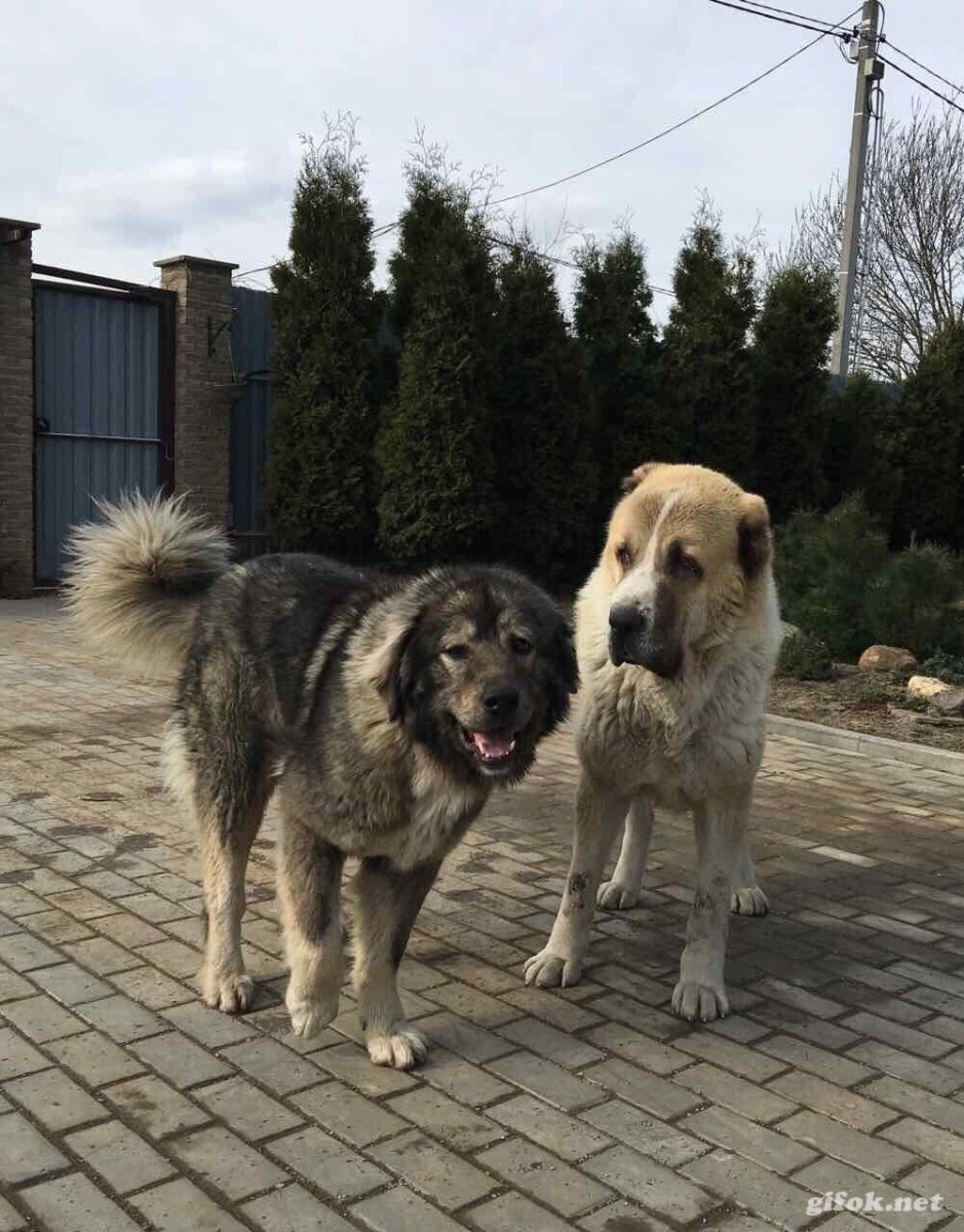 Среднеазиатская овчарка волкодав
