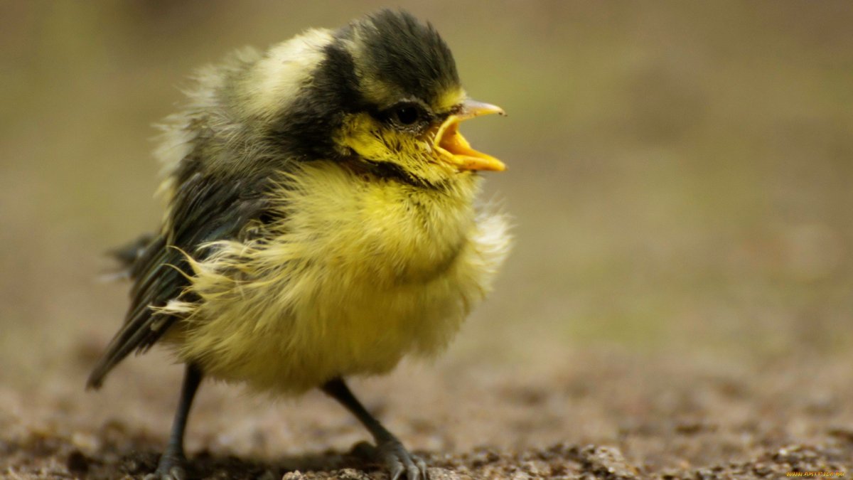 Желторотик птица