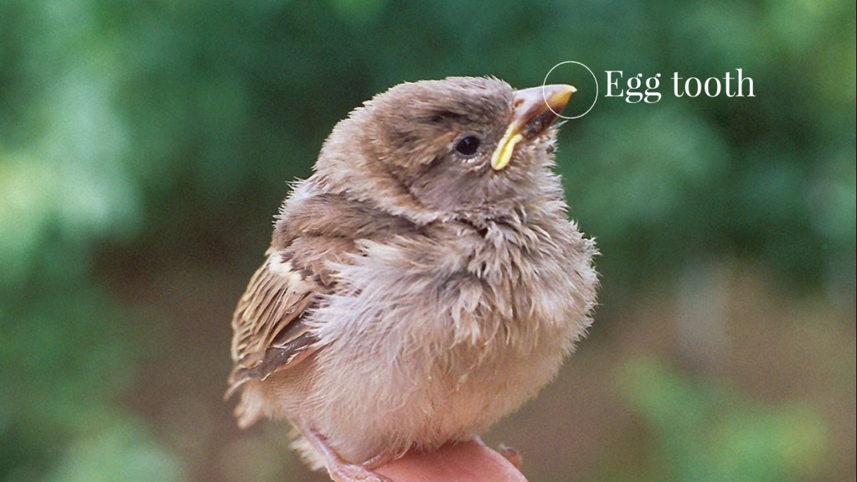 Домовый Воробей птенец