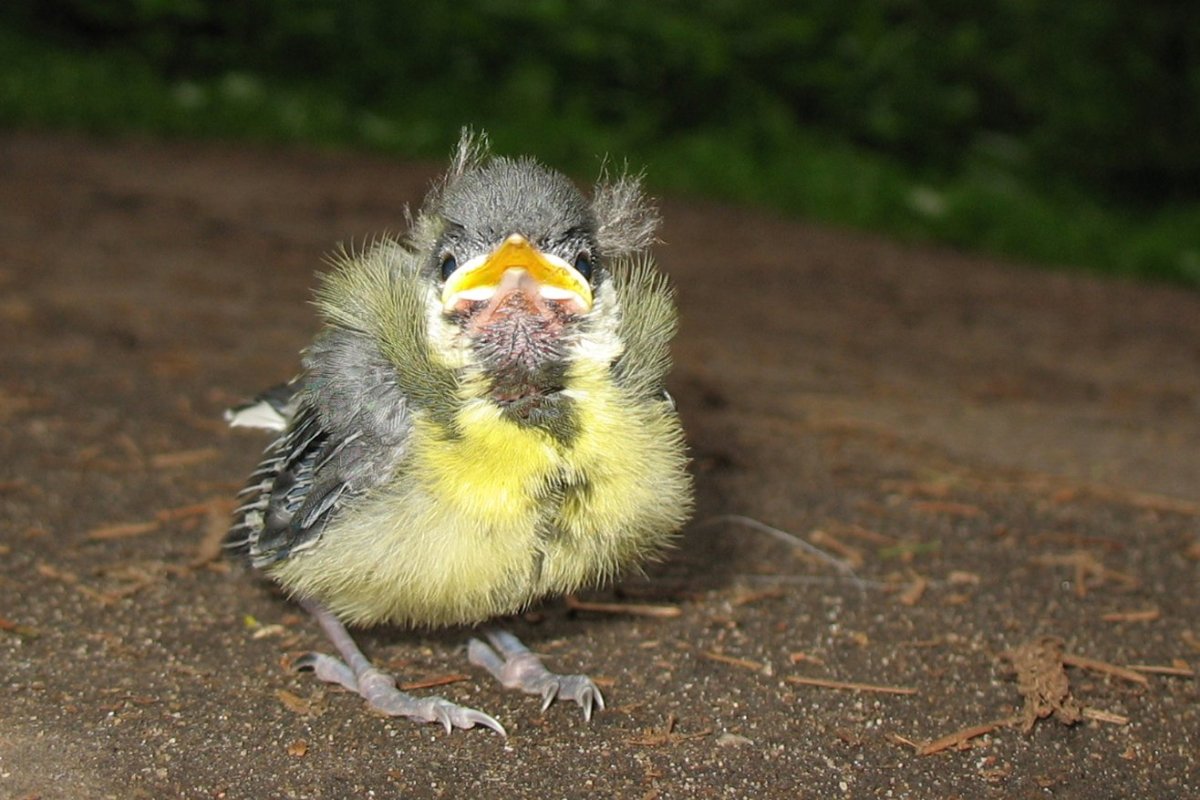 Воробей желторотик птенец