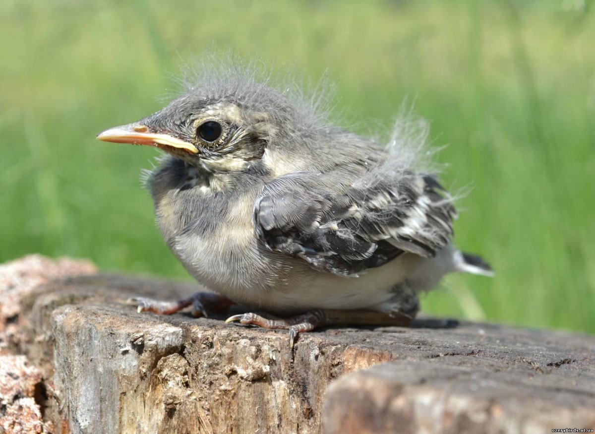 Соловей птенец слеток