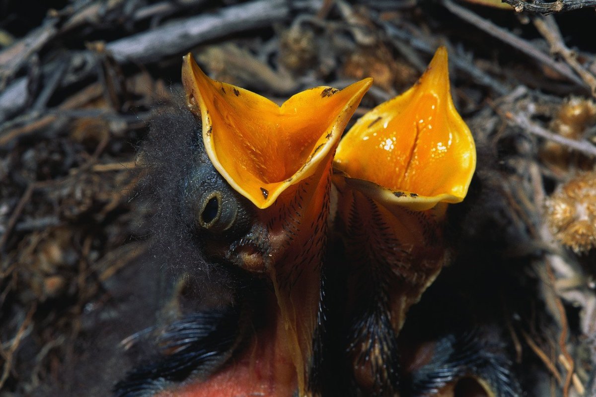 Желторотый птенец