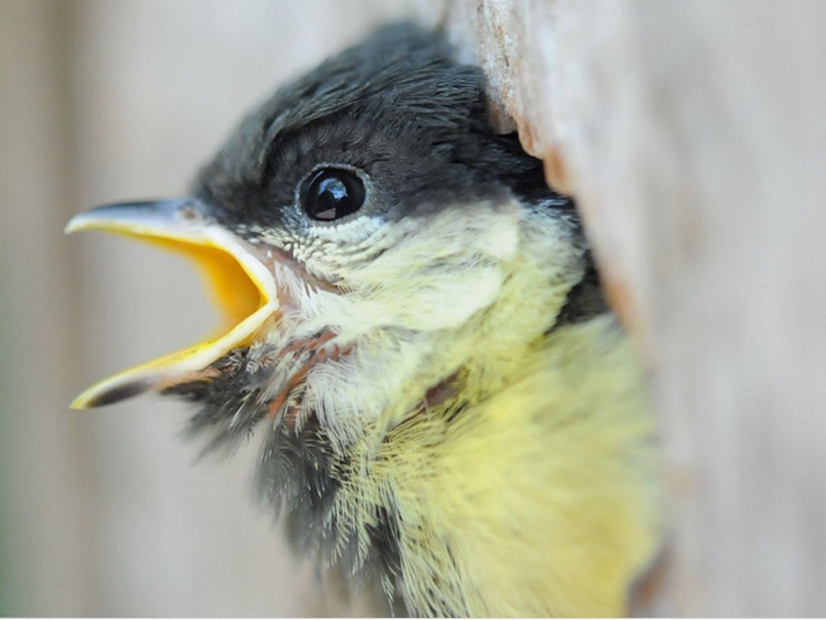 Клювик синички