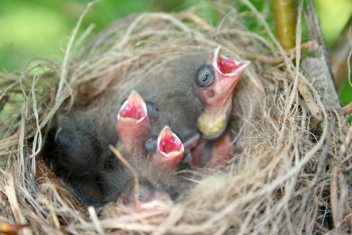 Кукушонок желторотый