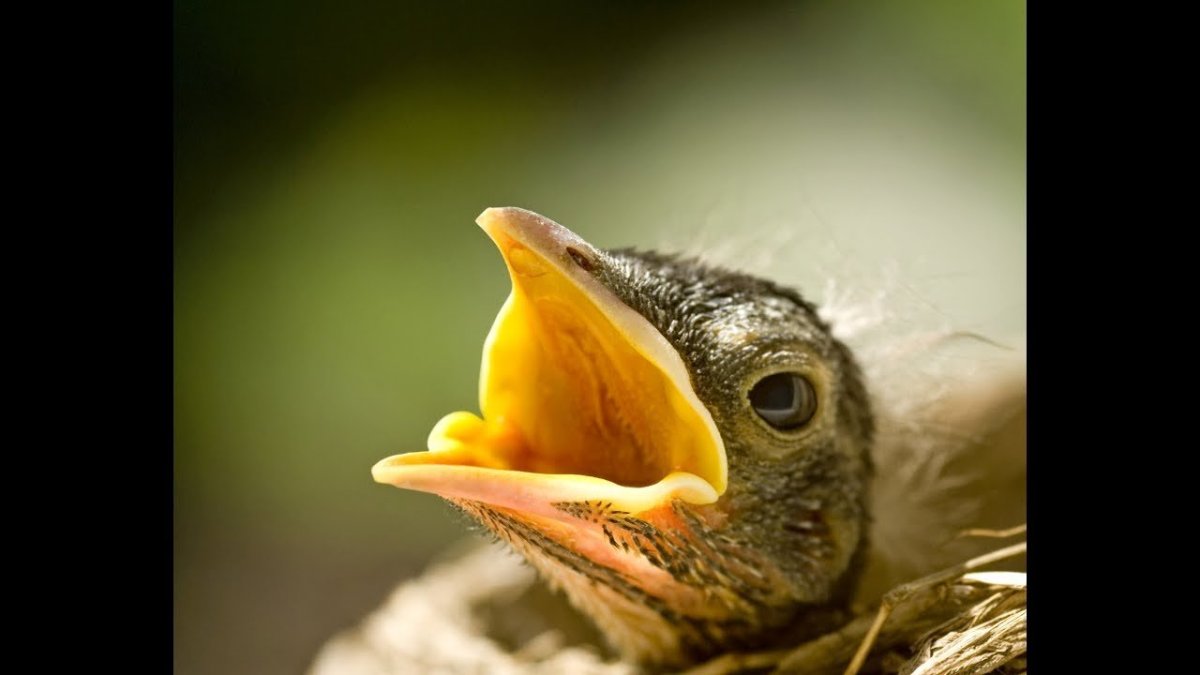Кричащий птенец картинка