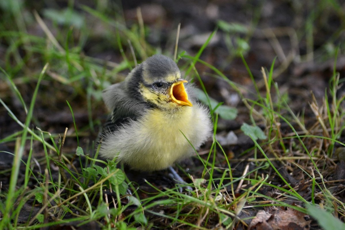 Воробей желторотик птенец