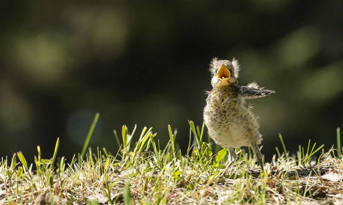 Слетки птиц