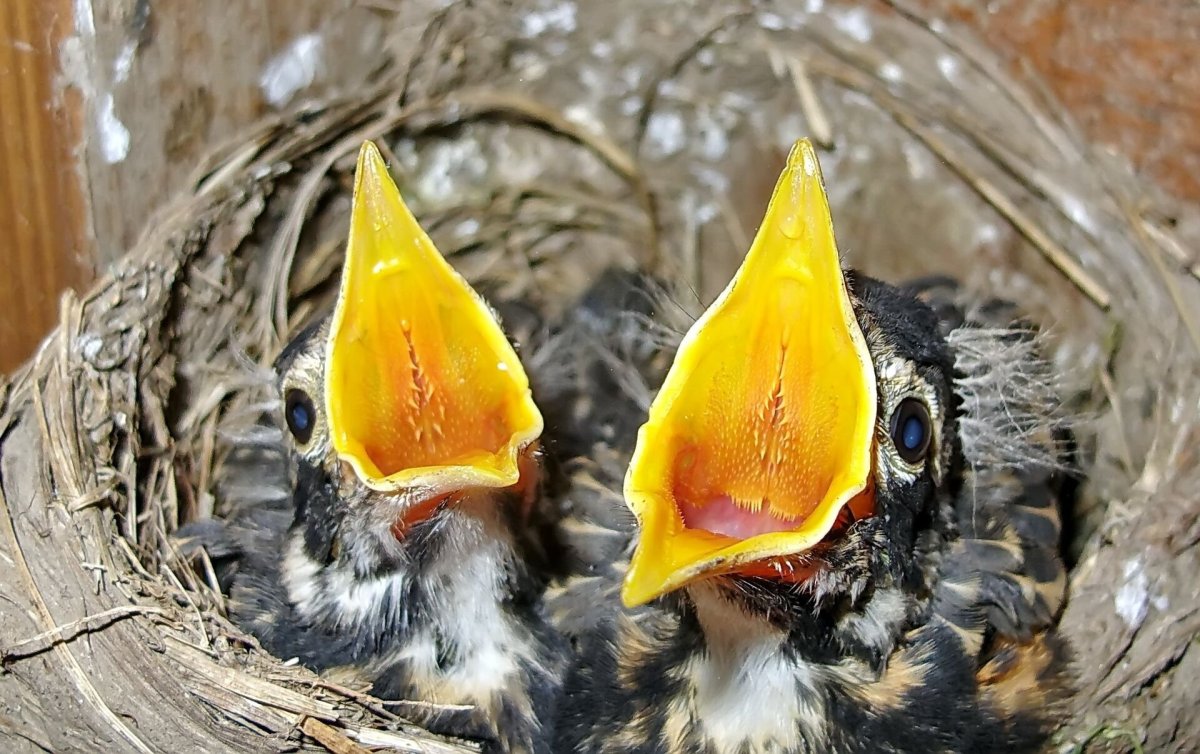 Птенец с открытым клювом