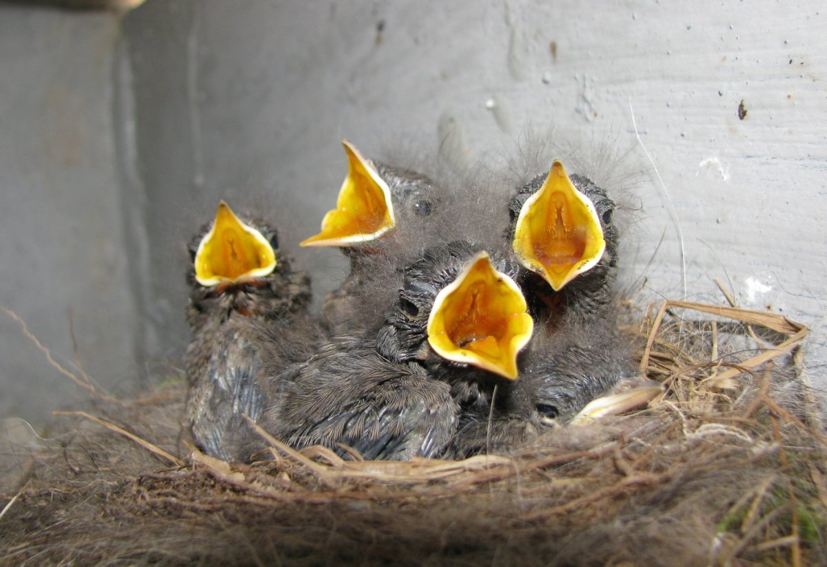 Воробей желторотик птенец