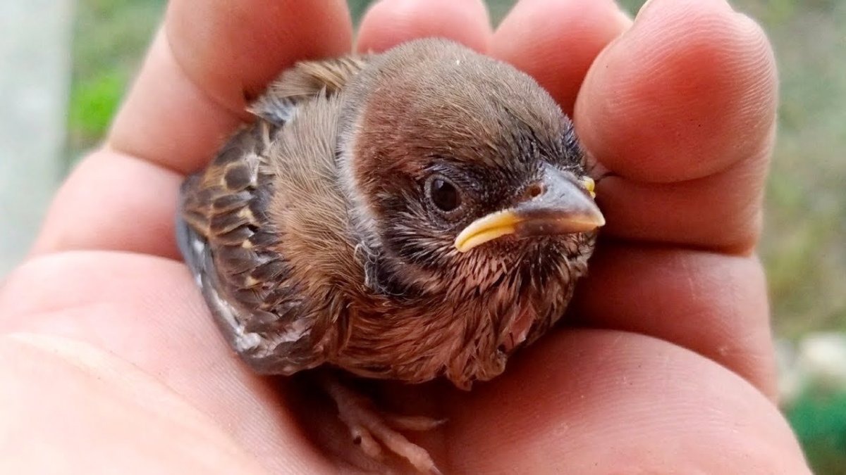 Стриж птенец желторотик