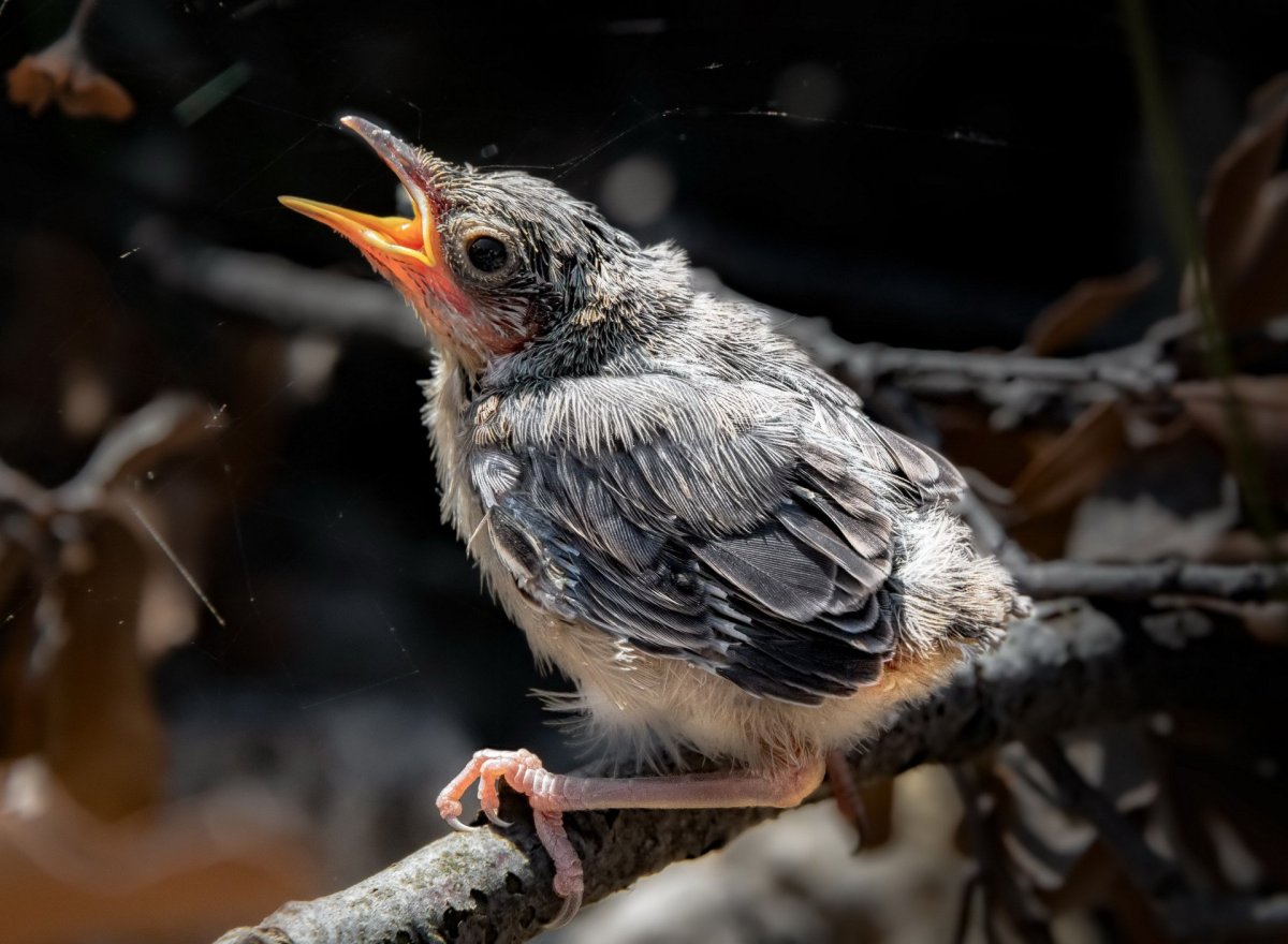 Желторотый птенец