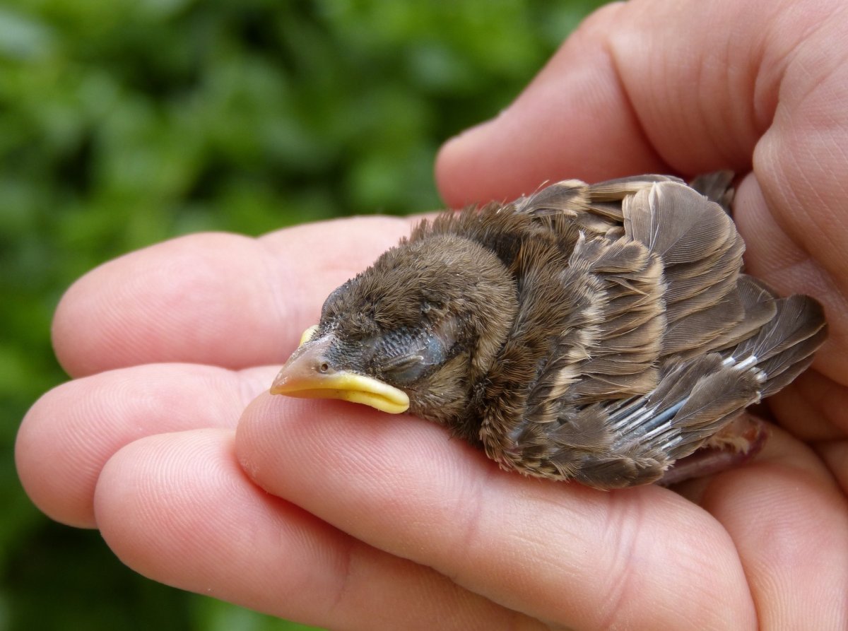 Соловей птенец слеток