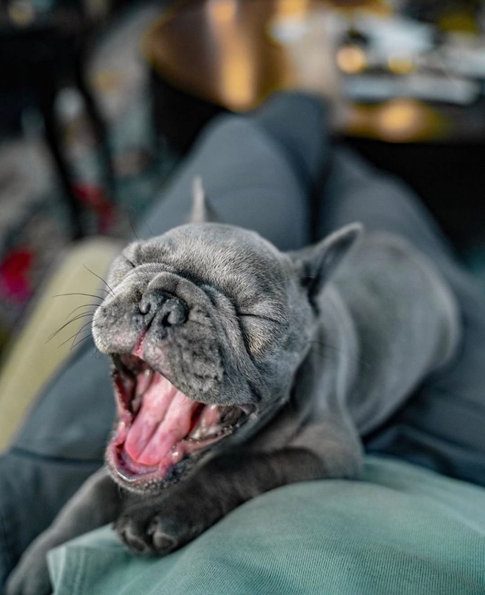 Французский бульдог зевает