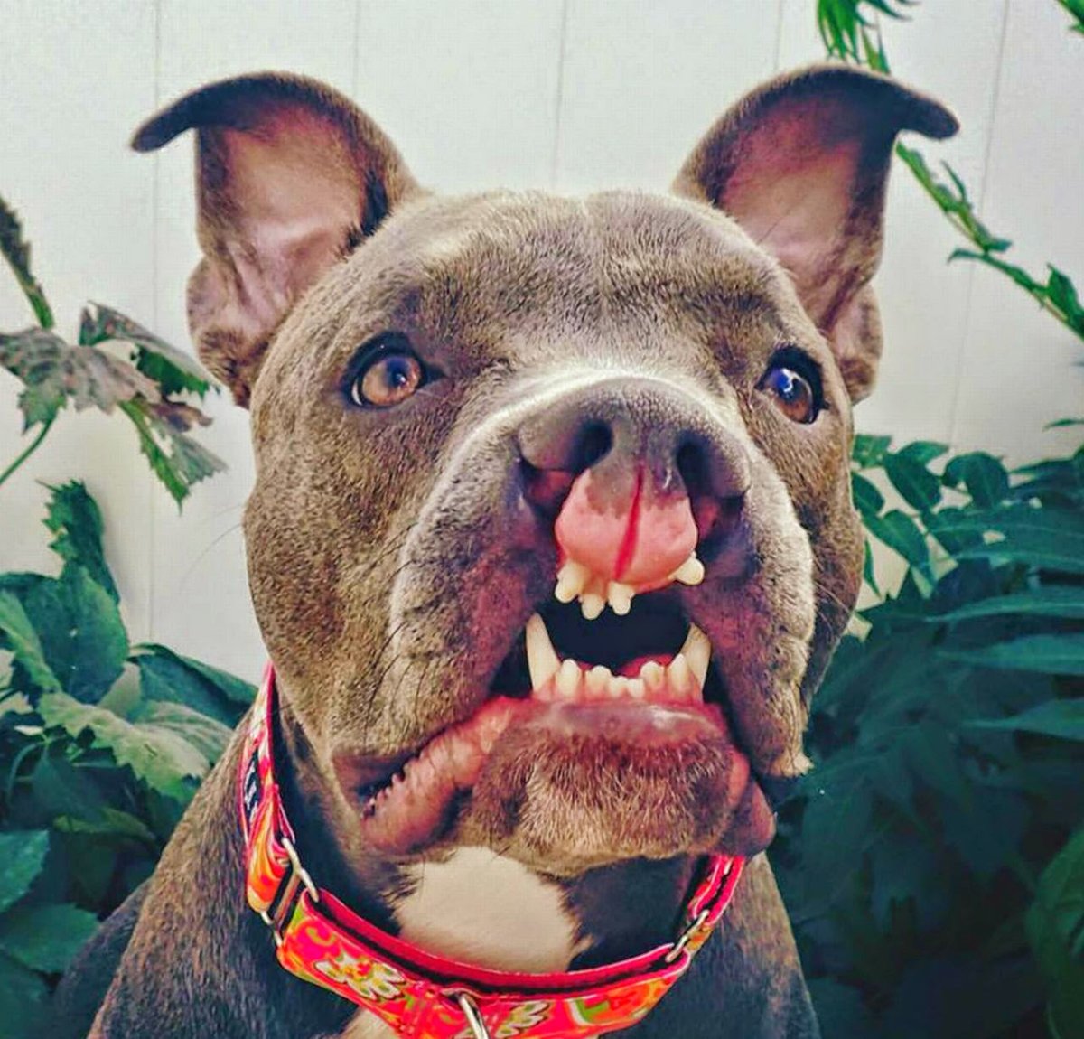 Французский бульдог Размеры и вес