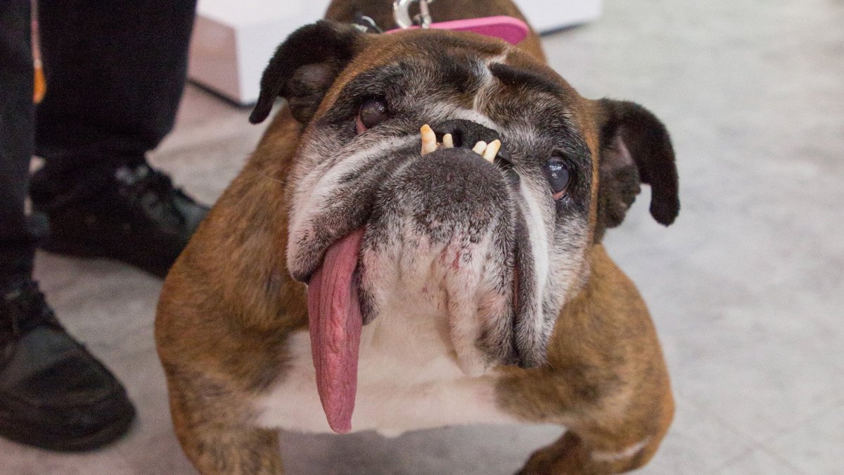 Щенок грызет носки