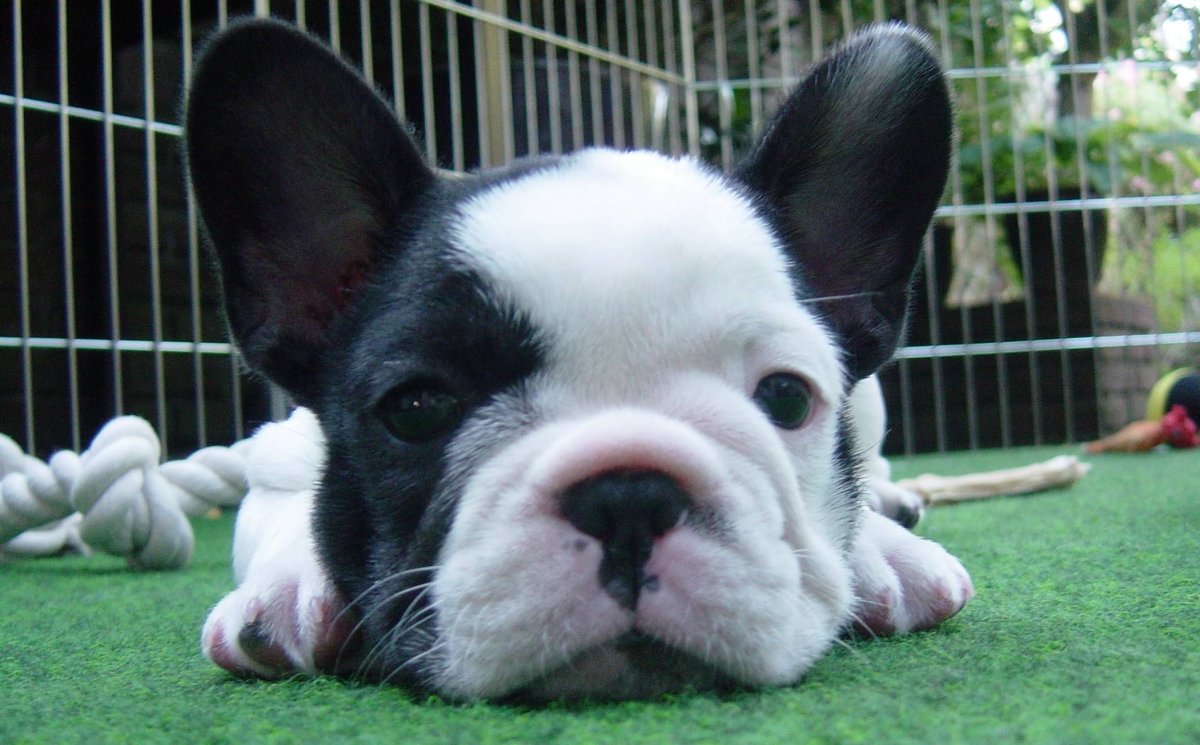 Французский бульдог в косухе