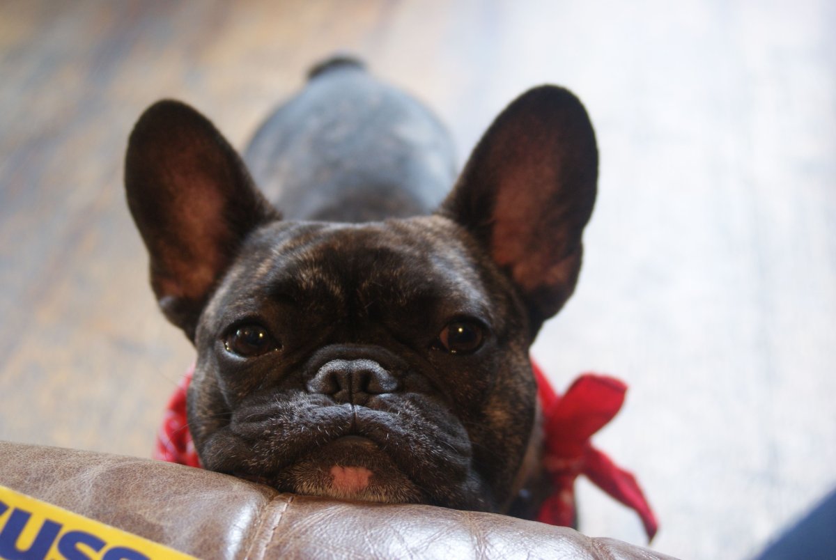 Пакистанский бульдог