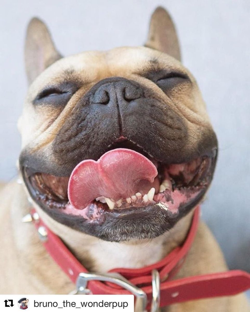 Французский бульдог Бруно