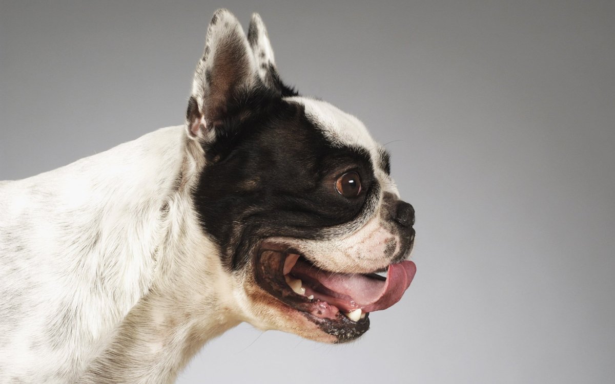 Бостонский терьер бульдог