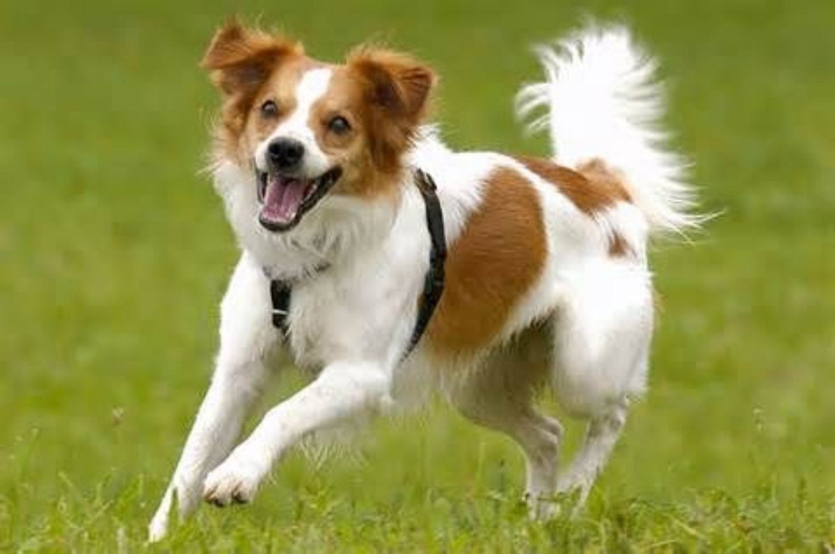 Кромфорлендер жесткошерстный