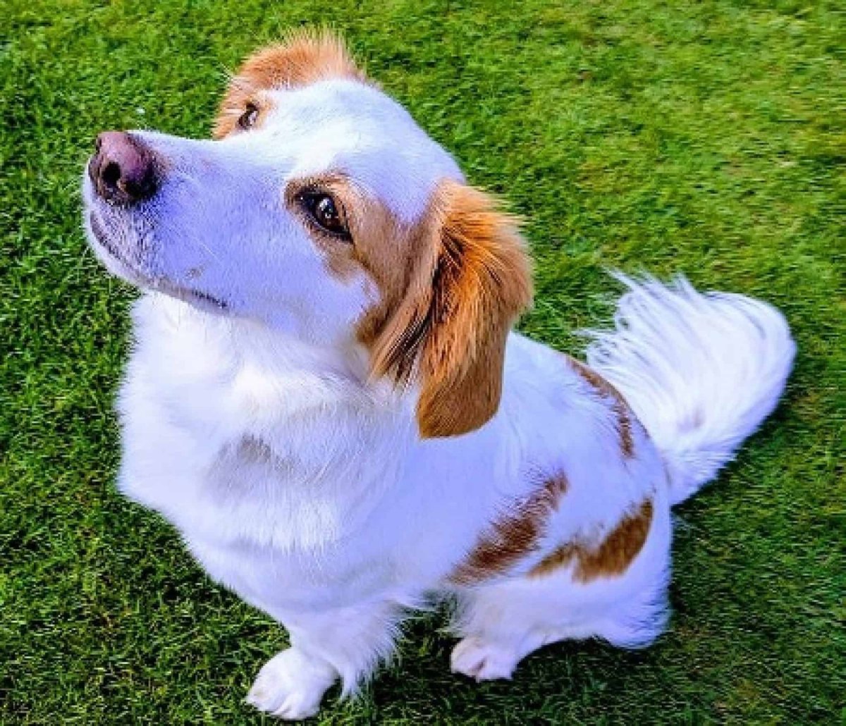 Порода собак Greek Kokoni