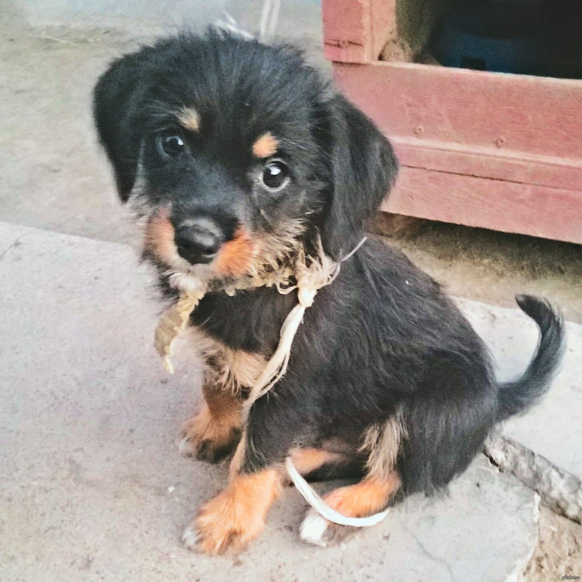 Мелитео Кинидио порода собак