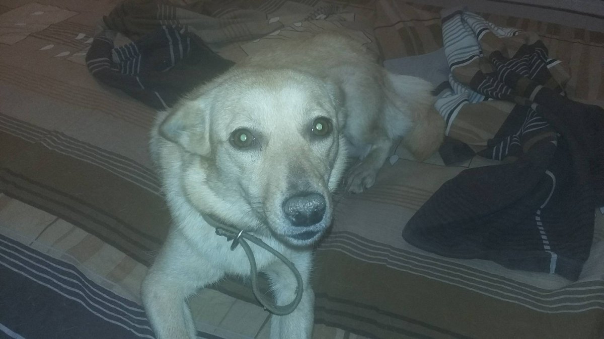 Японский шпиц и самоед