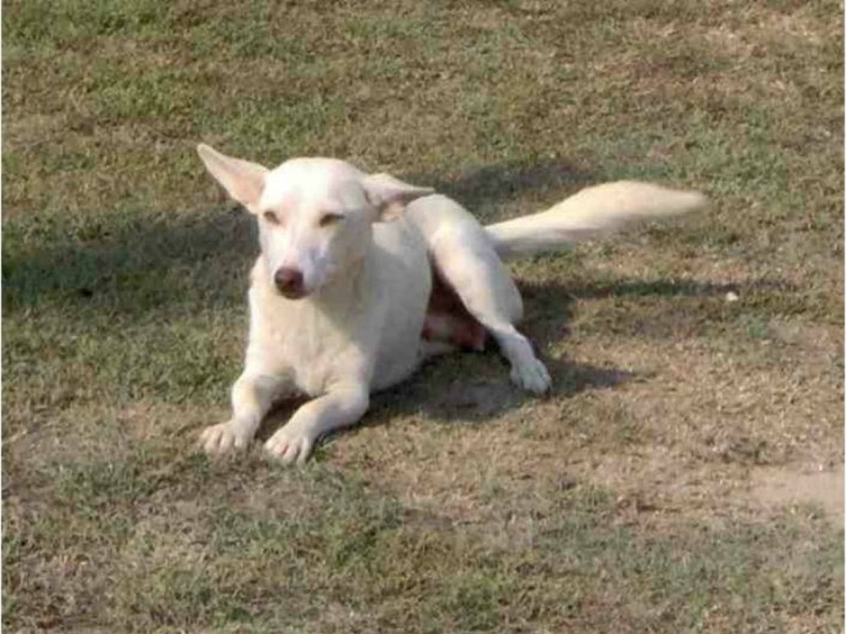 Алопекис короткошерстный