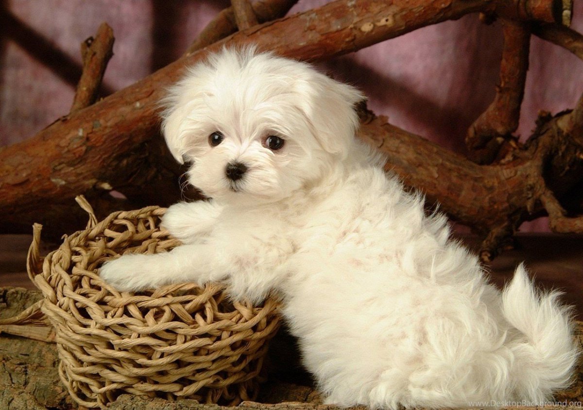 Снежные щенки