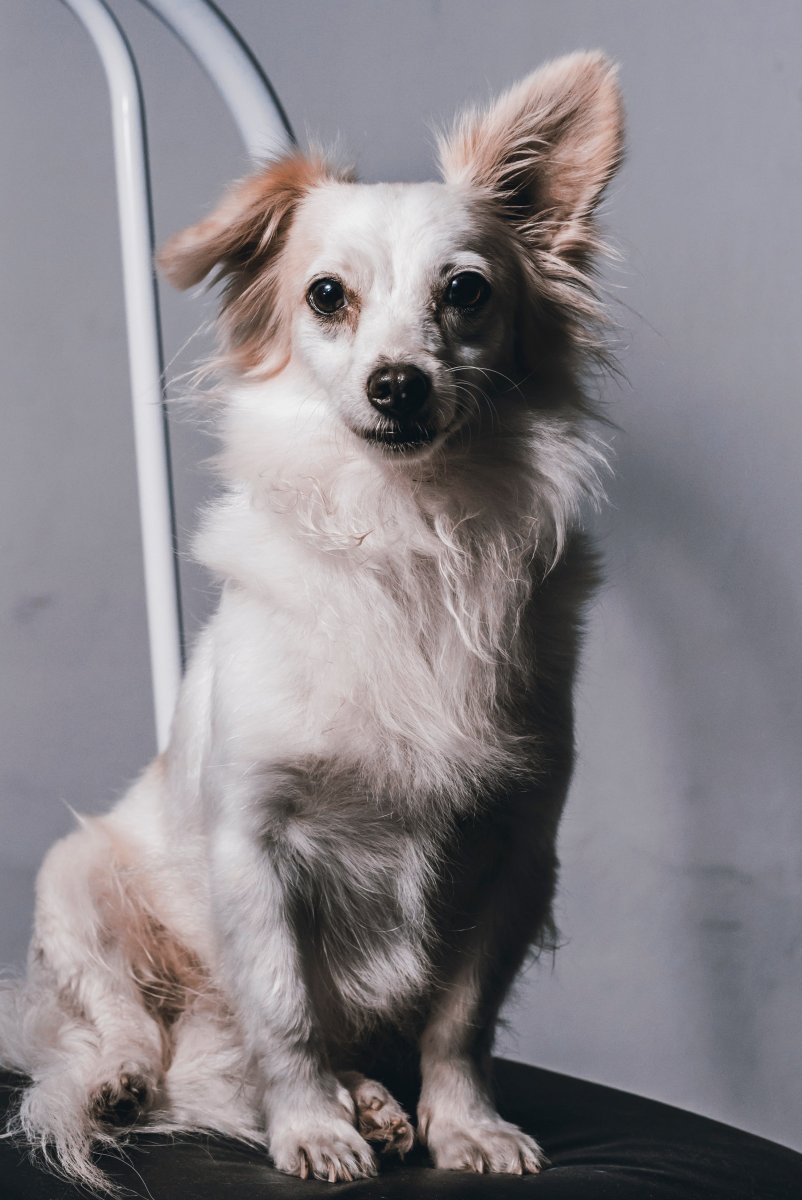 Мелитео Кинидио порода собак