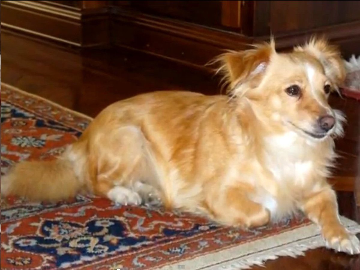 Греческая овчарка Алопекис