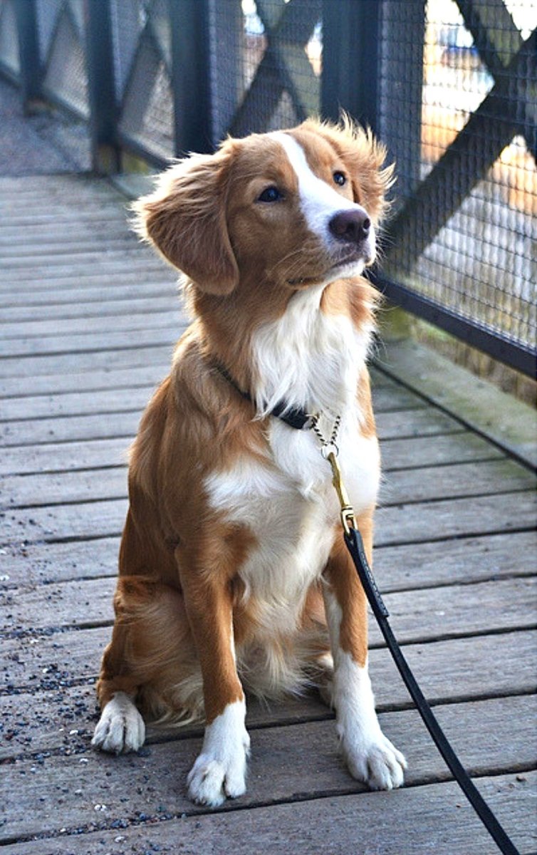 Померанский шпиц темперамент