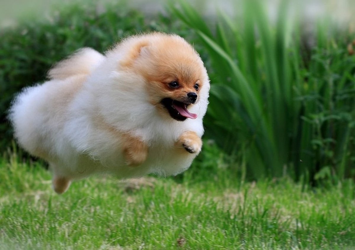 Алопекис длинношерстный