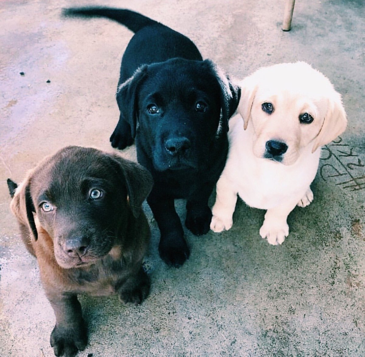 Собачка с большими ушками