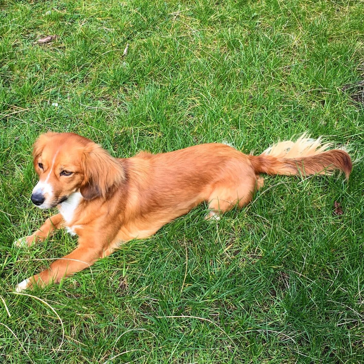 Греческая собака Алопекис