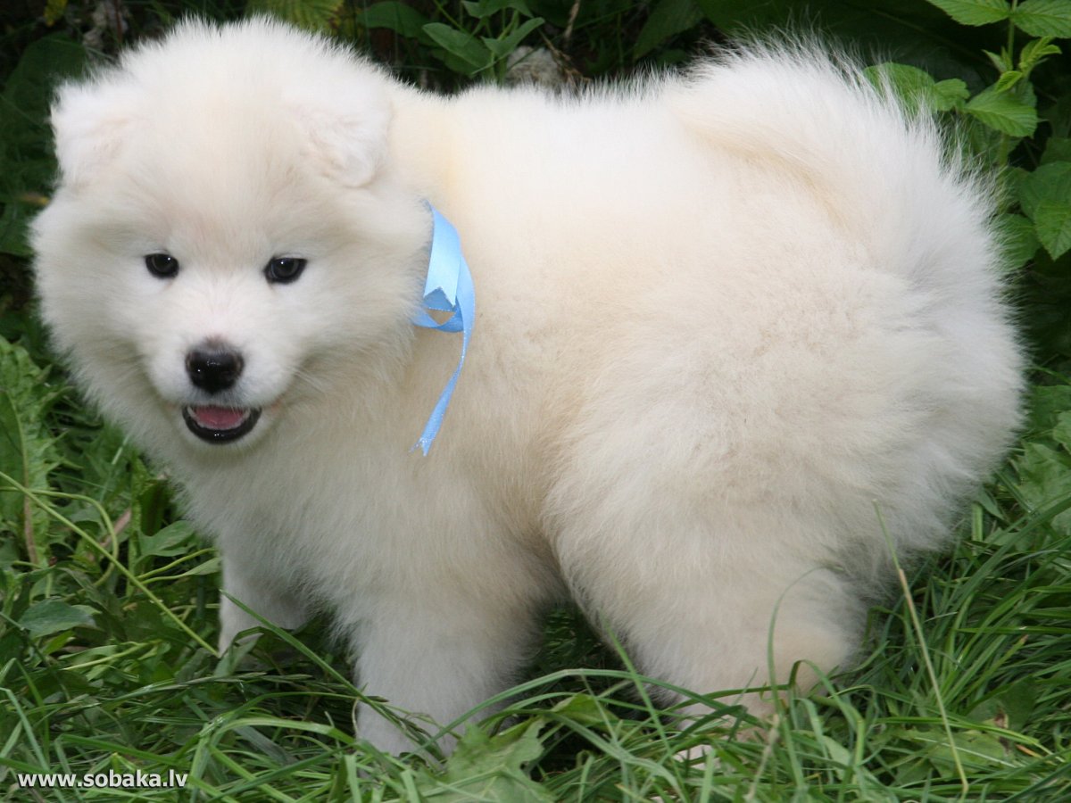 Спаниель Кинг Чарльз Несса