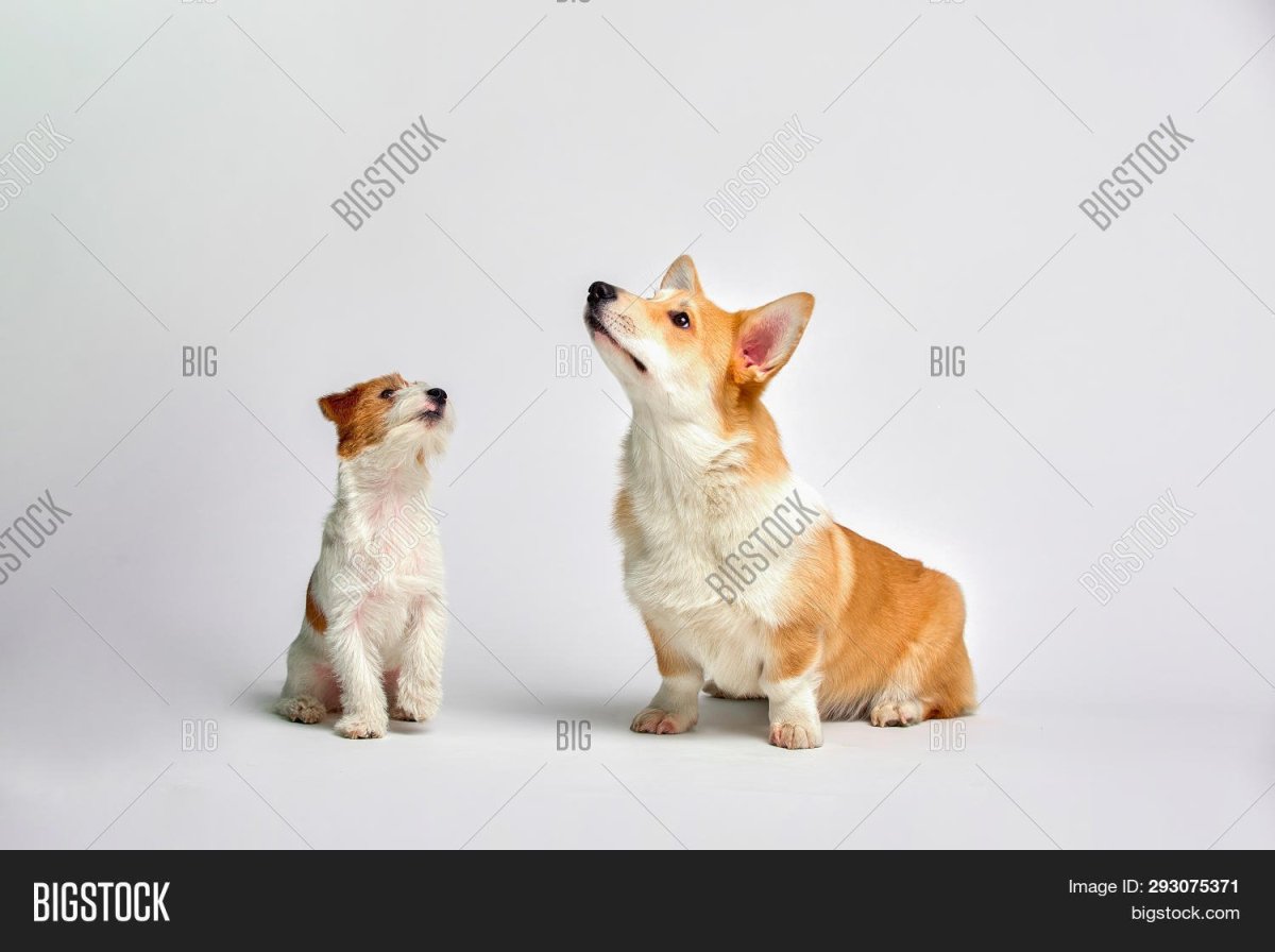Вельш корги и Джек Рассел терьер