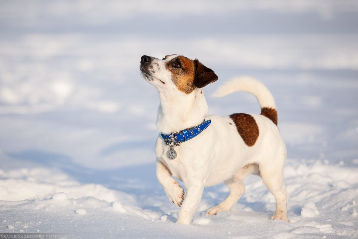 Щенки Джек Рассел зима