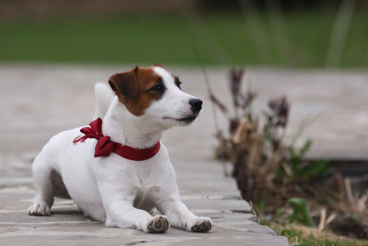Джек-Рассел-терьер коротколапый