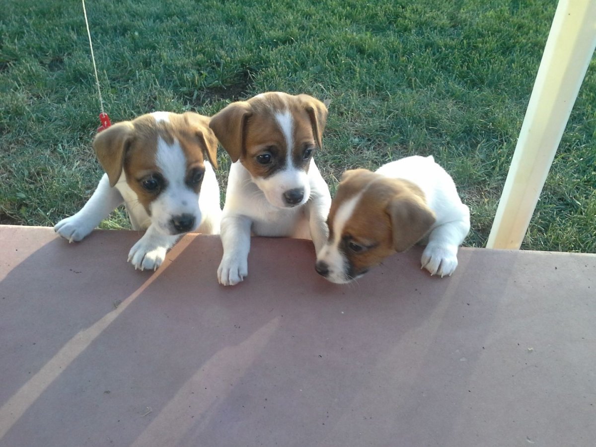 Джек Рассел Бигль корги