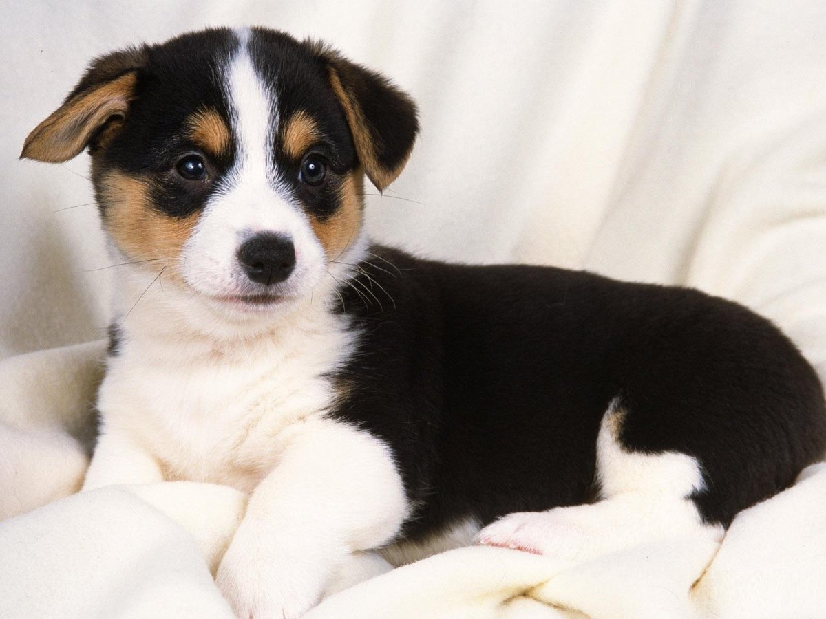 Собака маленькая трехцветная