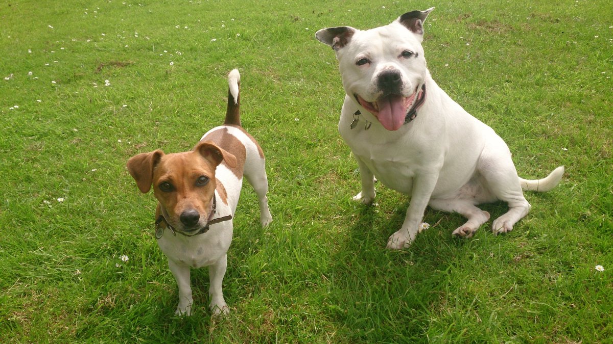 Бультерьер и Джек Рассел