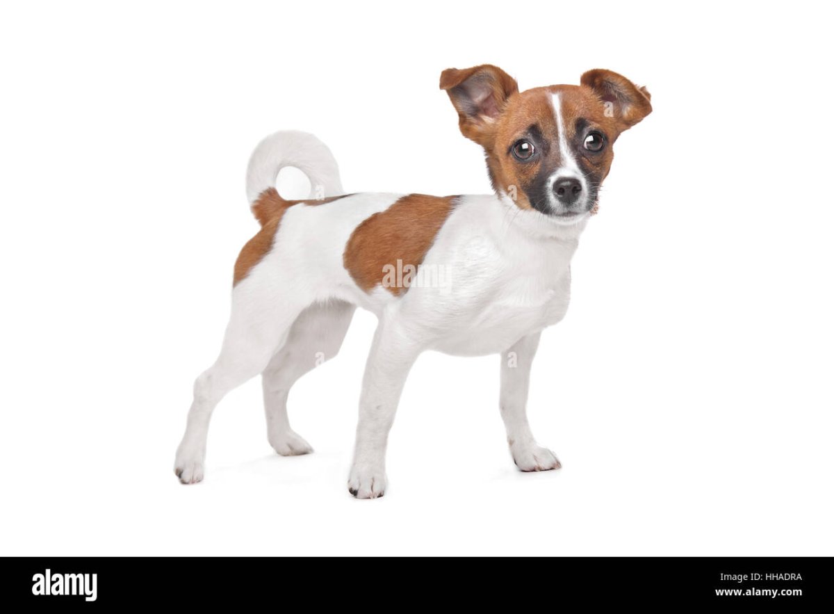 Щенки Джек Рассел и чихуахуа