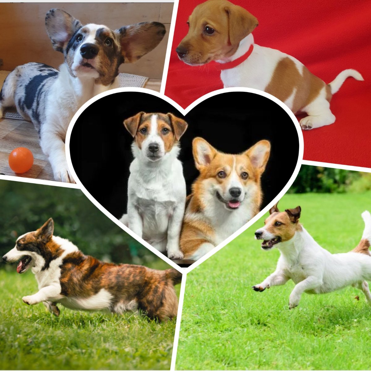 Джек Рассел щенок няшный