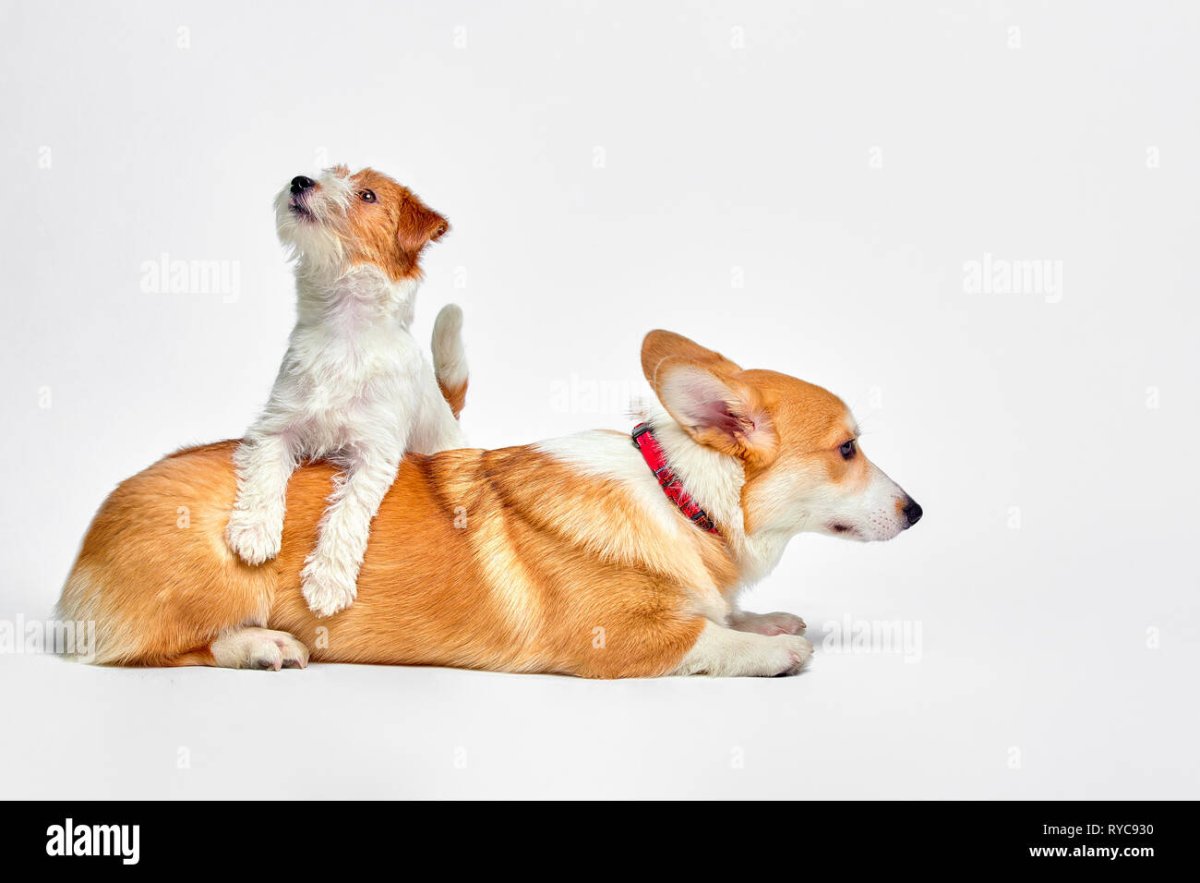 Вельш корги и Джек Рассел терьер