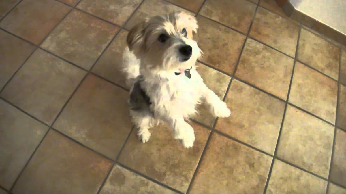 Джек Рассел и ши ТСУ