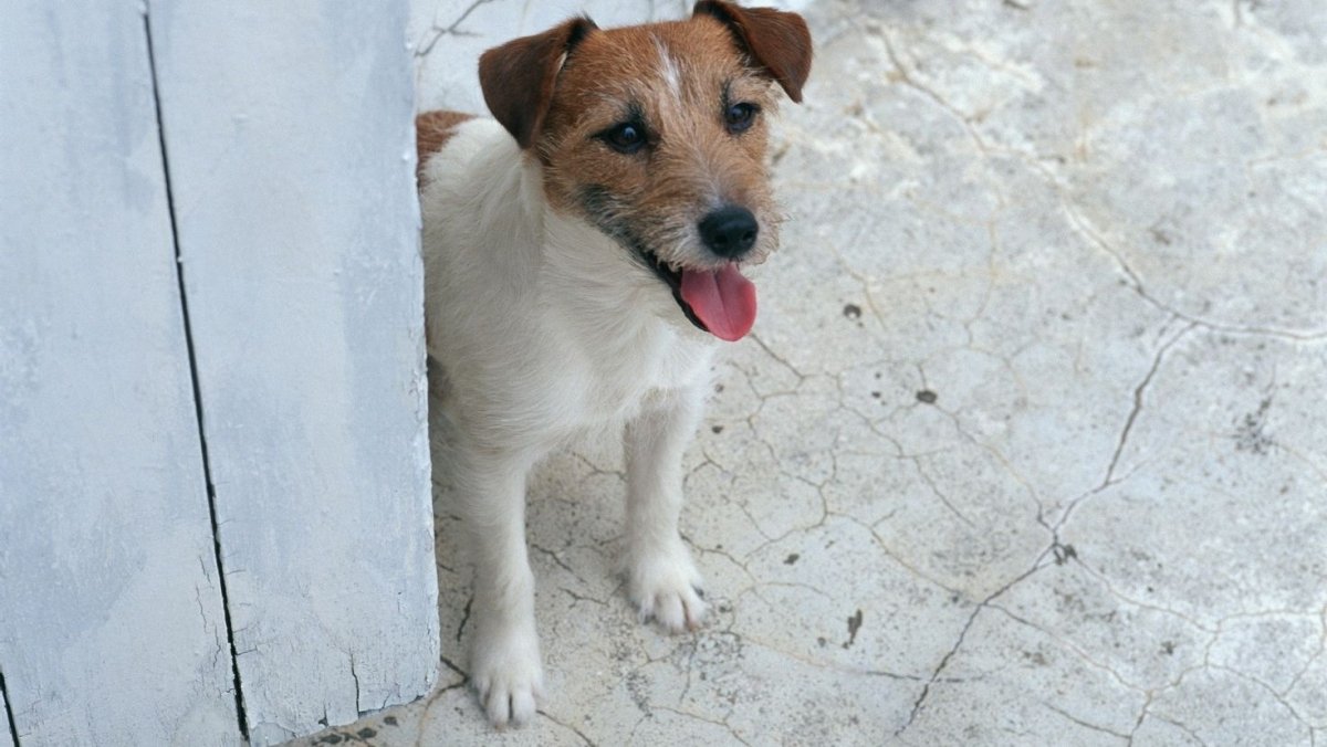 Метис Бигль и Джек Рассел