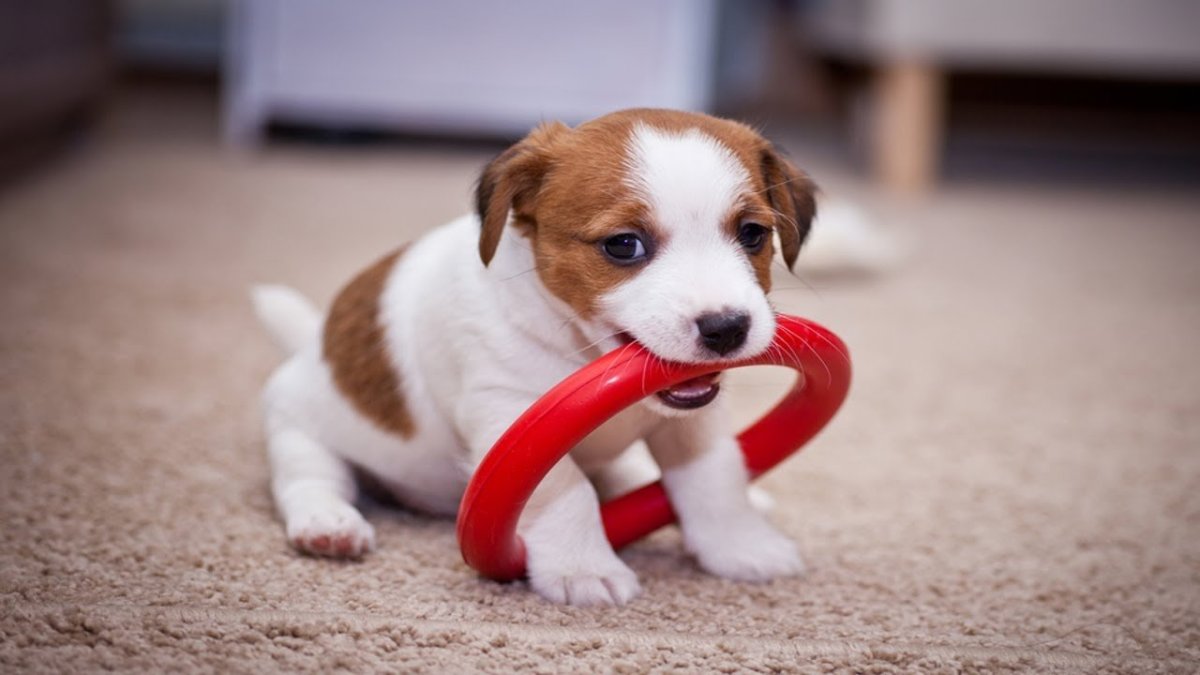 Джек-Рассел-терьер щенок